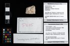 Foto (Objekt + Etikett) von Cracensigillatus acutirostris (Moericke, 1889)  (NHMW-GEO-2014-0194-0615)